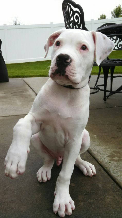 Dog Argentino, Pit Puppies, American Bulldog Puppies, American Bull, Great Danes, Great Dane Puppy, Dogs Pitbull, Bully Dog, Pitbull Puppies