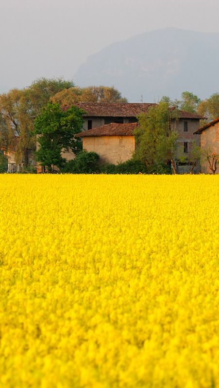 Campo di Colza, Cavernago, Lombardy, Italy Lombardy Italy, Voyage Europe, Emilia Romagna, Visit Italy, Vacation Places, Mellow Yellow, Dream Destinations, Places Around The World, Italy Travel