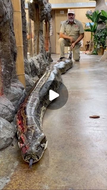 Jay Brewer on Instagram: "The BIGGEST Burmese Python we have ever had and 20 feet of pure beauty and power😳Burmese Pythons are the third largest type of snake in the world🤩 They don’t get as long as a reticulated Python but can still weigh over 300 pounds🤯 That’s a lot snake and we don’t know if she’s done growing😅 • • • #giant #monster #wow #cool #video #moments #fun #wild #wildlife #Burmese #python #funny #big #snake #epic #huge #size #heavy #incredible #reels #reel #reelsinstagram #insta #instagood #instagram #instadaily #instalike #instamood #instacool #cool #video #moments #reptile" Monster Video, Big Snakes, Big Snake, Snake Video, Rattlesnake Videos, Anaconda Snake Videos, Snake Videos Aesthetic, King Cobra Snake Videos, World Biggest Snake