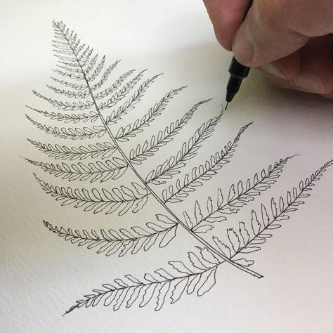 Fern Print | Design by  Kole Ouellette Wrap Around Fern Tattoo, How To Draw Ferns Step By Step, Fern Outline, Fern Sketch, Art Tattoo Ideas, Tat Inspiration, Drawing Plants, Fern Art, Wrap Around Tattoo