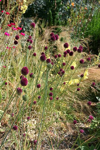 drumstick allium Drumstick Allium, Moon Bed, Allium Garden, Ornamental Onion, Purple Allium, Allium Sphaerocephalon, Rose Campion, Allium Flowers, Prairie Planting