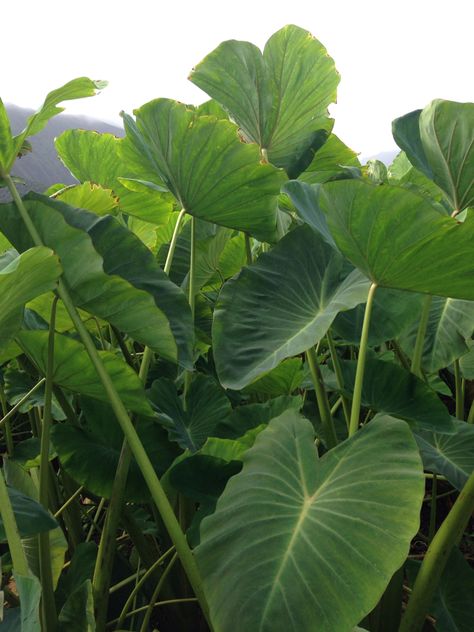 Taro 11/15 Taro Leaves, Taro Plant, Photography Inspiration Nature, Planning Inspiration, Tropical Art, Plant Species, Plant Design, My Flower, Farmer