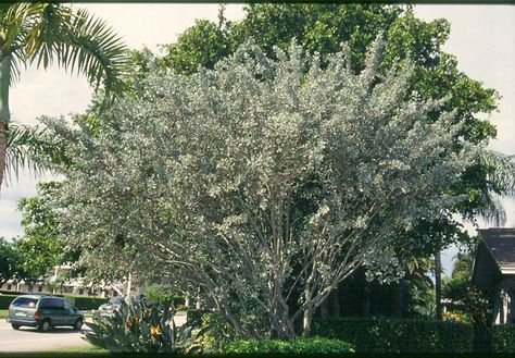 Conocarpus tree | Weeds and Seeds Conocarpus Tree, Silver Buttonwood, Plant Decor Indoor, South Florida, Plant Decor, Seeds, Miami, Florida, Plants