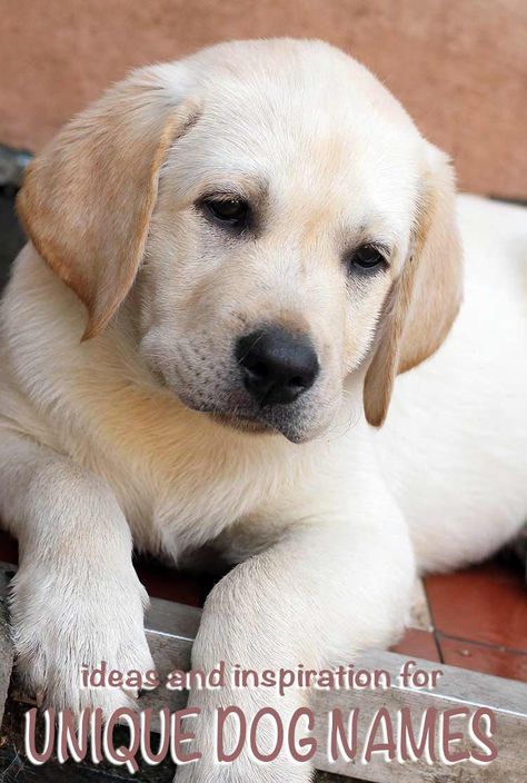 unique dog names - original ideas and inspiration for naming your puppy Puppies Names Female, Top Dog Names, Unique Dog Names, Popular Dog Names, Cute Puppy Names, Dog Names Unique, Girl Dog Names, Female Dog Names, Cute Names For Dogs