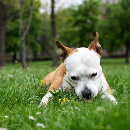 After years of research, there is truly no answer to this question! It has baffled both pet owners and veterinarians for a very long time. However, there are numerous theories on why dogs eat grass. The first one stems from the fact that dogs are scavengers, they are grazing for food as dogs are omnivores. The next theory is that the dog eats grass to relieve their upset stomach. In a dog's case, an upset stomach may be resolved by vomiting, the grass that the dog eats may cause them to vomit. Dog Eats, Upset Stomach, Dog Eating, The Grass, Veterinarian, Pet Owners, Pet, Dogs, Animals