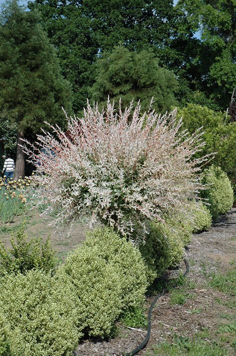 Hakura Nishiki Dappled Willow (tree form) (Salix integra 'Hakuro Nishiki (tree form)') at Gertens Dappled Willow Tree, Hakuro Nishiki, Salix Integra, Dappled Willow, White Trees, Privacy Landscaping, Landscape Maintenance, Specimen Trees, Full Size Photo