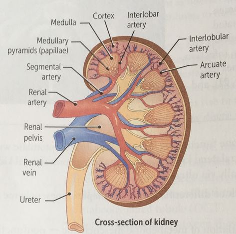 Physical Therapy Quotes, Renal Physiology, Kidney Anatomy, Human Respiratory System, Human Kidney, Human Skeleton Anatomy, Sistem Saraf, Anatomy Images, Human Body Facts