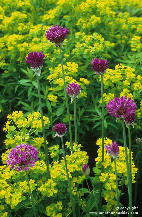 Allium hollandicum ‘Purple Sensation’ with Euphorbia palustris Allium Hollandicum, Terrace Planting, Perennial Combinations, Allium Flowers, Spring Scenery, Shade Garden Plants, Drought Resistant Plants, Window Box Flowers, Flower Pot Design