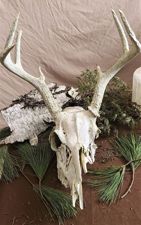 Hey, I found this really awesome Etsy listing at https://www.etsy.com/listing/1149221499/real-whitetail-deer-skull-with-antlers Bones Collection, Deer Skull With Antlers, Skull With Antlers, Real Skull, Vulture Culture, Chest Piece Tattoos, Deer Skull, Deer Skulls, Animal Bones