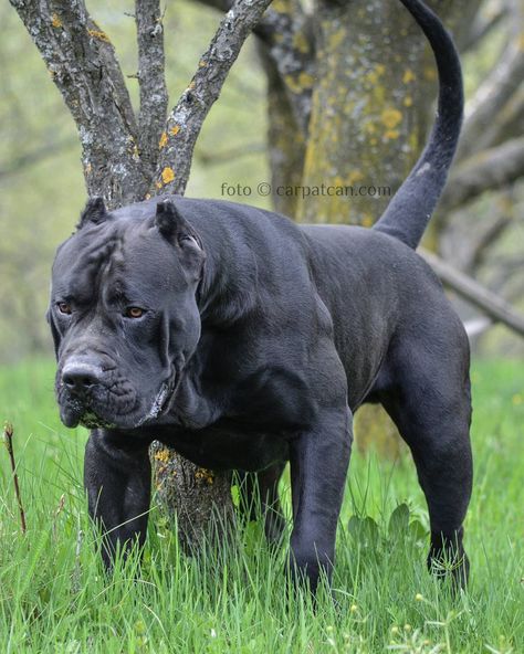 Cerber marking his territory 😉 | Solid black presa canario | www.Carpatcan.com #presacanario #blackpresacanario #blackdog #muscles… Big Cane Corso, Black Brindle Cane Corso, Huge Cane Corso, Cane Corso Formentino, Presa Canario, Cane Corso For Sale, Cane Corso Dog, Bully Breeds Dogs, Corso Dog