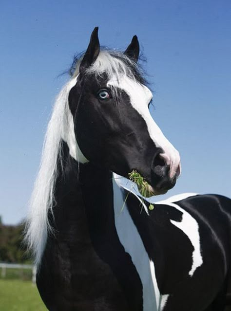 Tobiano Friesian Sport Horse stallion  - Gorgeous horse. Cheval Pie, Horse Portraits, Rare Horses, Paint Horses, Horse Colors, Most Beautiful Horses, Appaloosa Horses, Friesian Horse, Most Beautiful Animals