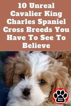 If you love Cavalier King Charles Spaniels as much as we do then you're sure to love these 10 gorgeous Cavalier King Charles Spaniel mixes. Cavalier King Charles Spaniel Blenheim, Cavalier King Spaniel, King Spaniel, Teddy Bear Puppies, Cavachon Puppies, King Charles Puppy, Spaniel Breeds, Cavalier King Charles Dog, Cavalier Spaniel