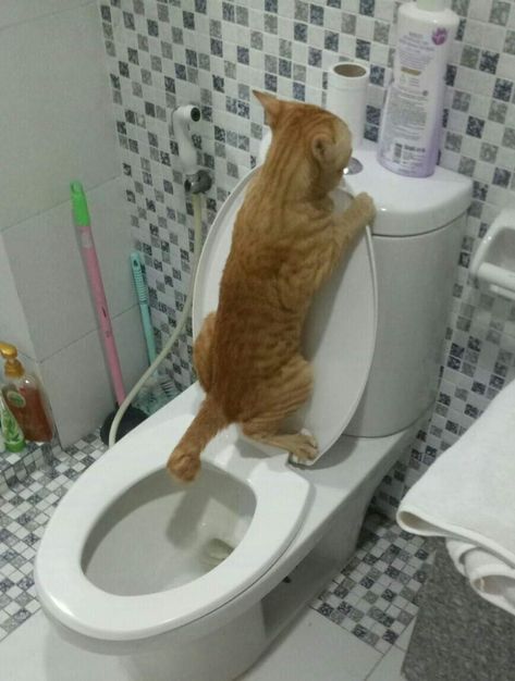 Cat Toilet Training, Carpet Cleaning Hacks, Cat Toilet, Pet Stains, Cat Drinking, Cat Training, Funny Cute Cats, Cat Care, How To Clean Carpet