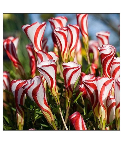 100pcs Oxalis versicolor White Seeds Indoors Outdoors | Etsy Candy Cane Sorrel, Oxalis Versicolor, Oxalis Triangularis, Wood Sorrel, Home Garden Plants, Rare Flowers, Flowers Perennials, Planting Bulbs, Unique Flowers