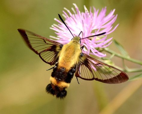 Clearwing Moth, Moth Drawing, Hummingbird Moth, Ruby Throated Hummingbird, Cool Bugs, 365 Project, Ink Ideas, Wild Things, Love Bugs