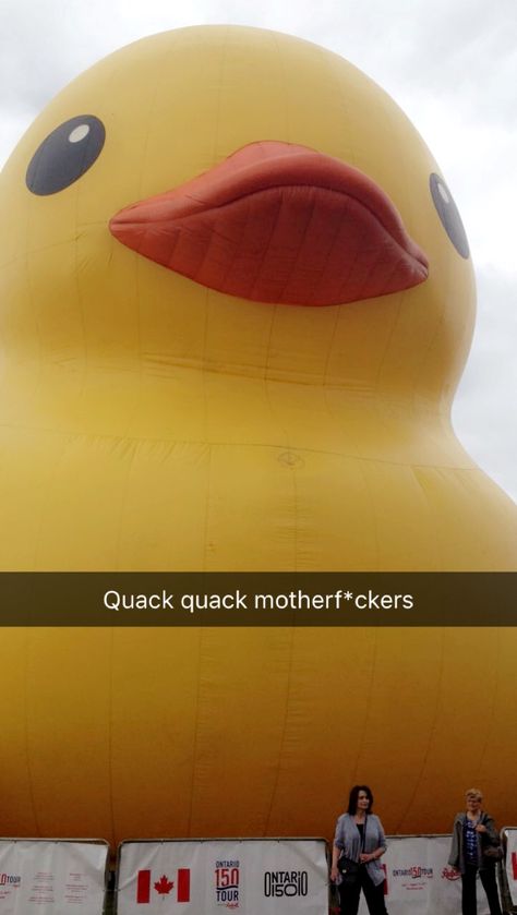 This giant $150000 duck that Canada rented for Canada's 150th birthday Giant Rubber Duck, Duck Memes, Dark Core, Rubber Duckies, Quack Quack, Rubber Ducks, Rubber Ducky, Rubber Duck, Ducks