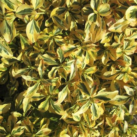 Golden euonymus is considered invasive in some areas of the U.S. Best Plants For Pots, Golden Euonymus, Best Shrubs For Shade, Herbs Image, Plants For Pots, Small Evergreen Shrubs, Shade Loving Shrubs, Evergreen Flowers, Patio Garden Ideas