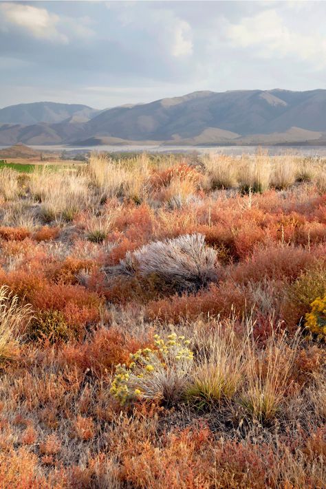 Fiery fall sagebrush in the Oregon High desert. High Desert Oregon, High Desert Aesthetic, Pretty Settings, Southwestern Gothic, Oregon Desert, Rock Reference, Wisconsin Nature, Fall Lockscreen, Cold Desert