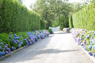 Lined Driveway Landscaping, Hedge Lined Driveway, Plants Lining Driveway, Hydrangea Lined Driveway, Flower Lined Driveway, Hydrangea Driveway, Ranch Driveway, Driveway Privacy, Hydrangea Hedge