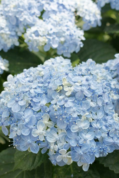 Light Blue Hydrangea, Flower Park, Hamamatsu, Peonies And Hydrangeas, Blue Peonies, Light Blue Aesthetic, Boquette Flowers, Light Blue Flowers, Wedding Palette