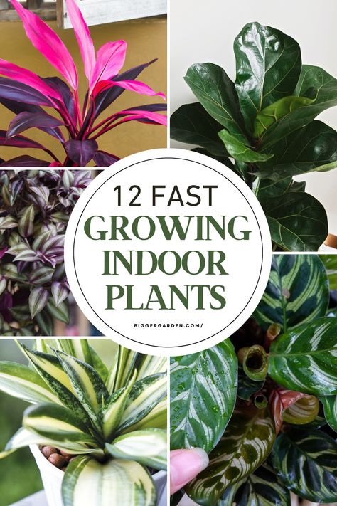 Learn about 12 indoor plants that grow quickly. Perfect for adding greenery to your home in no time! Indoor Shade Plants Houseplants, Hardy Indoor Plants, Coolest House Plants, Unique House Plants, Indoor Shade Plants, Best House Plants, Easy Care Houseplants, Indoor House Plants, Plant Tips