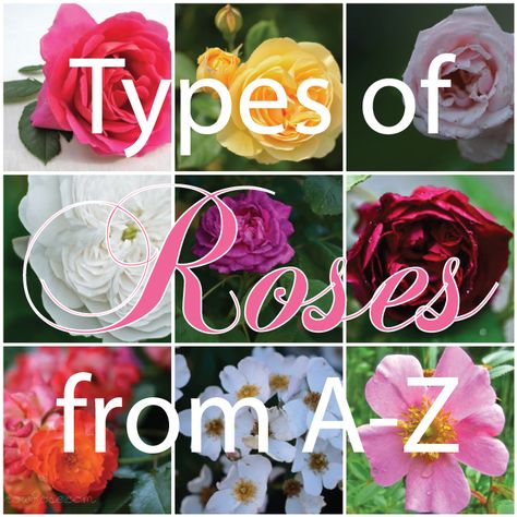 Types of Roses - this site has an easy to follow, summary of the various types of roses. Faster education than getting through the comprehensive book "Roses" by Phillips & Rix. Type Of Roses Flowers, Flowers That Look Like Roses, Roses Types Different, Different Kinds Of Roses, Different Roses Types, Roses Types, Roses Names, Type Of Roses, Types Of Rose Bushes