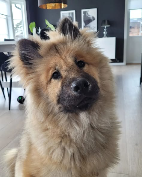 Eurasier Dog, Poodle Black, Scruffy Dogs, Different Types Of Dogs, Spitz Dogs, Big Dog Breeds, Dog Breeds Medium, Fluffy Dog, Real Dog