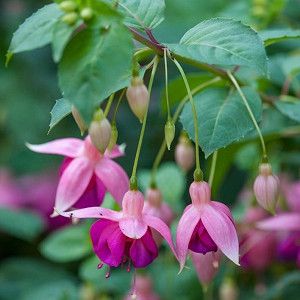 Hardy Fuschia, Fuchsia Plant, Fragile Beauty, Perennial Bulbs, Fuchsia Flower, Fragrant Garden, Fuchsia Flowers, Hummingbird Garden, Planting Shrubs