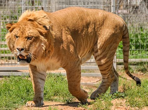 Liger Animal, Biggest Cat In The World, Types Of Tigers, Lion Photography, The Offspring, Animals Friendship, Rare Animals, Types Of Dogs, Prehistoric Animals