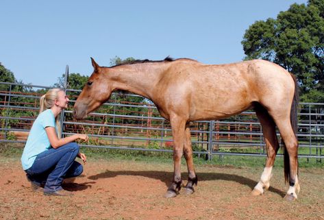 Training Mustangs is a Family Affair Mustang Makeover Training, Mustang Horse Training, Ground Work For Horses, Mustang Training, Mustang Makeover, Mustang Horses, Blm Mustang, Horse Adventure, Horse Reference