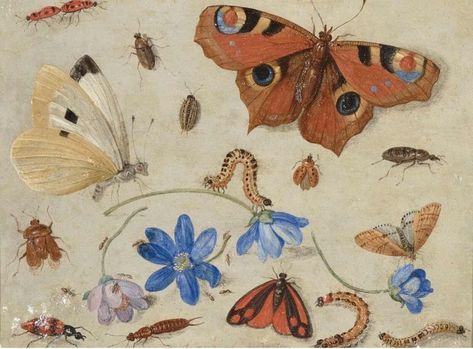 Arts Month, Dimensional Shapes, High Museum, Dutch Golden Age, Religious Images, Insect Art, Scientific Illustration, European Art, Floral Display