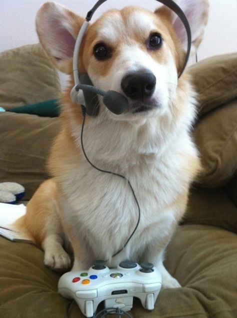 Wii, A Dog, Headphones