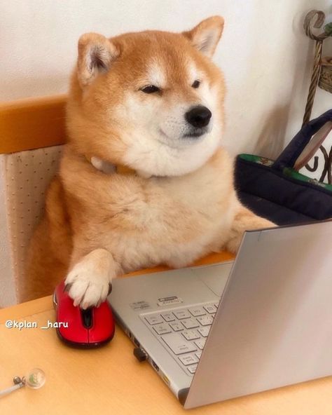 Doge Dog, Animal Funny, Dog Icon, Shiba Inu Dog, Cute Drawing, Silly Dogs, Dog Images, Soju, How To Set Up