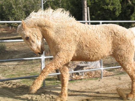 Horse 6 Curly Horse, All The Pretty Horses, Horse Crazy, Clydesdale, Pretty Horses, Horse Pictures, Horse Breeds, Horse Love, Bad Hair