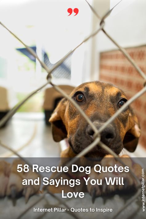 58 Rescue Dog Quotes and Sayings You Will Love - quotes | inspirational quotes | motivational quotes | inspiring quotes | quotes of the day | quotes about life | life quotes | love quotes - #quotes #love #motivation #inspiration #life #quote #quoteoftheday #success #motivationalquotes #inspirationalquotes #quotestoliveby #photooftheday #happy #travel #lifestyle #positivevibes #lifequotes #instagram #poetry #follow #nature #inspiringquotes #selfimprovement Who Rescued Who Quote Dogs, Rescue Dogs Quotes, Dog Rescue Quotes, Changing Lives Quotes, Shelter Dog Quotes, Animal Shelter Quotes, Rescue Dog Quotes, Animal Rescue Quotes, Rescue Quotes