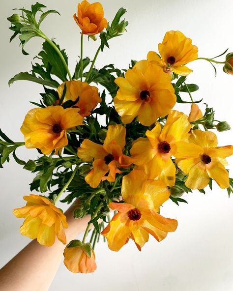 Potomac Floral Wholesale (@potomacfloralwholesale) • Instagram photos and videos Orange Butterfly Ranunculus, Butterfly Ranunculus, Orange Ranunculus, Ranunculus Flowers, Flower Guide, Orange Butterfly, Nothing But Flowers, Flower Therapy, Sunflower Wedding