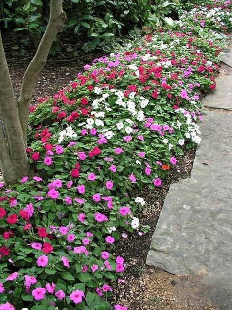 42 Stunning Plants For Walkways | Balcony Garden Web Walkway Plants Pathways, Shrubs For Borders, Walkway Landscaping, Fountain Grass, Garden Walkway, Best Plants, Perennial Herbs, Hardy Perennials, Blooming Plants