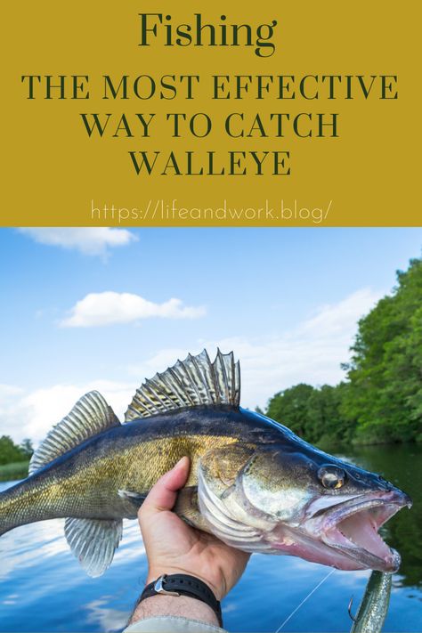 Best Walleye Lures, Crappie Rigs, Walleye Fishing Lures, Fishing Knowledge, Walleye Rigs, Fish Taxidermy, Walleye Fishing Tips, Outdoor Hobbies, Fish Chart