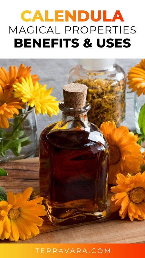 Magical properties, benefits and uses of Calendula. Pot Marigold, Superfood Smoothies, Lotion Bars Recipe, Calendula Benefits, Magickal Herbs, Calendula Officinalis, Plant Magic, Herbal Teas Recipes, Magic Herbs