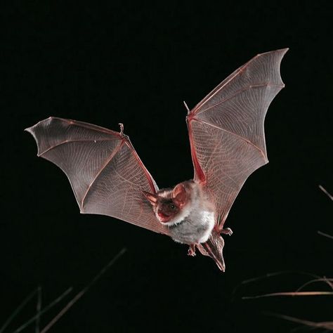 Facts About Bats, Bat Pictures, Coffee And Contemplation, Bat Photos, Bat Species, Bat Animal, Bat Flying, Bat Costume, Bat Tattoo