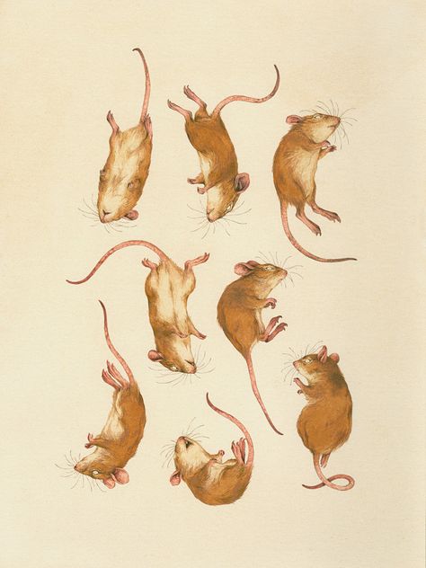 Teagan White: A Modern Naturalist | Beautiful Bizarre Magazine Teagan White, Mouse Drawing, 귀여운 동물, Animal Illustration, Beautiful Artwork, Mice, Animal Drawings, Rats, Animal Art