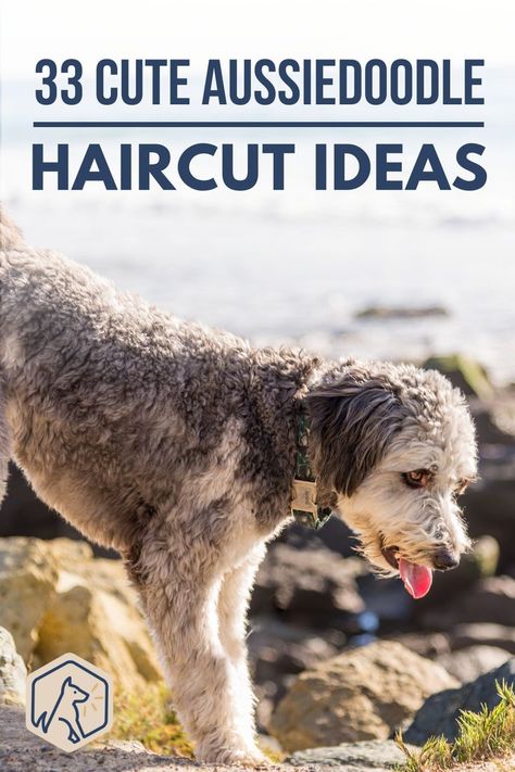 Aussiedoodle Haircut, Labradoodle Haircut, Mini Aussie Puppy, Poodle Haircut Styles, Dog Grooming Styles, Poodle Haircut, Colorful Hairstyles, Poodle Cuts, Puppy Grooming