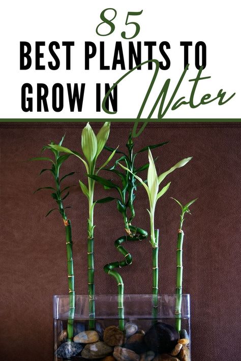 There's a lot more to growing plants in water than having a backyard pond. You can do it on your desk, on your patio, or even in a seasonal creek. Here are 85 plants you can grow in water. #hydroculture #plantsinwater #watergardening #gardeninsperation Plant Indoor Decor, Indoor Plant Hacks, Growing Plants In Water, Aquarium Tips, Water Plants Indoor, Plants Grown In Water, Aesthetic Plant, Aquascape Design, Underwater Plants