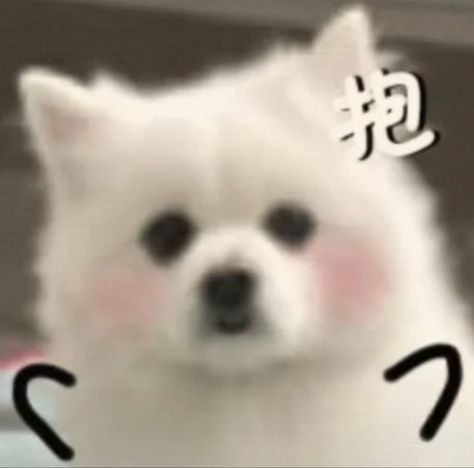 #puppies#cute #aesthetic #heartcore #heart #kdrama #aesthetic #loveyourdog #dogs #pink #emotional #cutedogs #cutepuppies #fyp #foryoupage #homepage #memes Samoyed Dogs Aesthetic, Funny Samoyed, White Samoyed Aesthetic, Dog Emoji, Cute Puppy Meme, Samoyed Meme, Dog Stickers, Cute Puppies, Aesthetic Pictures