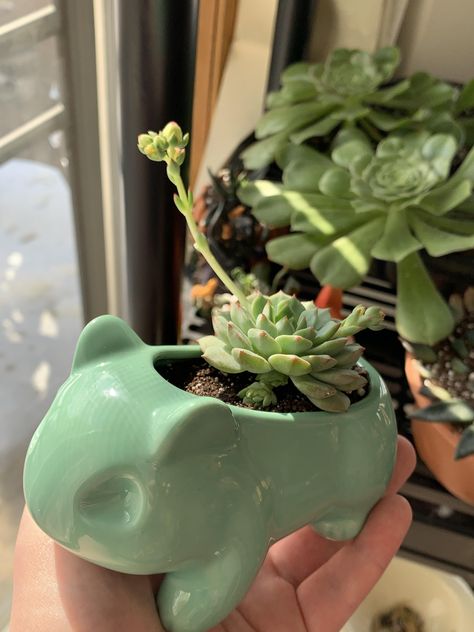 Cottagecore Clay, Planter Gardening, Greenhouse Cabinet, Animal Ceramics, Bulbasaur Planter, Pisces Energy, Starting A Vegetable Garden, Mini Succulents, Dinosaur Decor