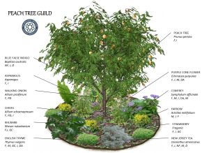 Plant a Fruit Tree Guild - The Resiliency Institute Phoenix Gardening, Adobe Garden, Fruit Tree Guild, Tree Guild, Utah Garden, Fruit Tree Garden, Food Forest Garden, Permaculture Garden, Orchard Garden