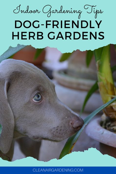 Herbs Safe For Dogs, Plants Toxic To Dogs, Toxic For Dogs, Healthy Vibes, Air Garden, Dog Kennel Designs, Small Herb Gardens, Planting For Kids, Herb Plants