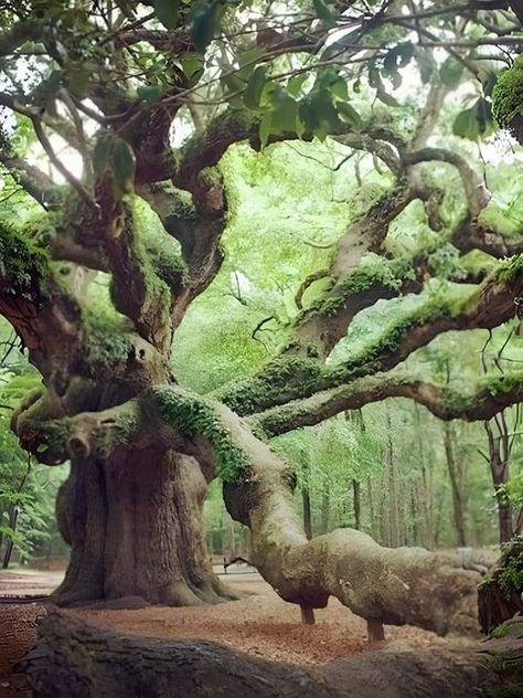 Southern Live Oak, Angel Oak Tree, Angel Oak Trees, Old Facebook, Weird Trees, Angel Oak, Tree Lover, Tree Spirit, Live Oak