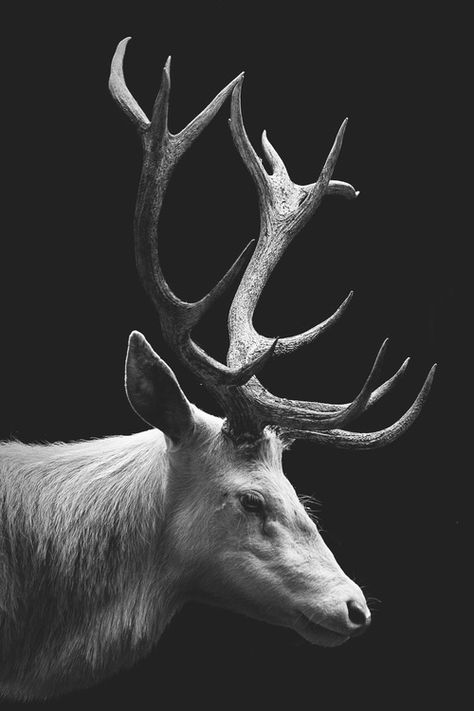 White Stag/ Deer/ Elk... The Native Americans believed the occurance of a white animal was a huge sign of prophecy – a sign from the great spirit that a major shift in their world was to come. Usually, white animals were seen during soul-quests, or vision-quests. When white occurs in the animal realm it is a message of higher thoughts, higher ideals, purity of soul, cleansing of spirit and attaining higher knowledge. Hirsch Tattoo, Regnul Animal, Grisha Trilogy, Mule Deer, Manx, A Deer, Arte Animal, Arte Pop, White Photo