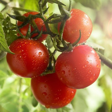 How To Grow Tomatoes, Tips For Growing Tomatoes, Tomato Farming, Grow Tomatoes, Ripe Tomatoes, Growing Tomatoes, Perfect Garden, How To Grow, Like A Pro